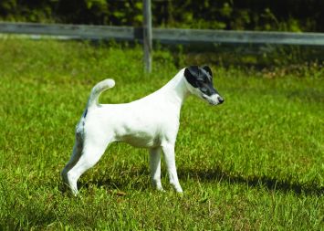 Detail Smooth Fox Terrier Nomer 13