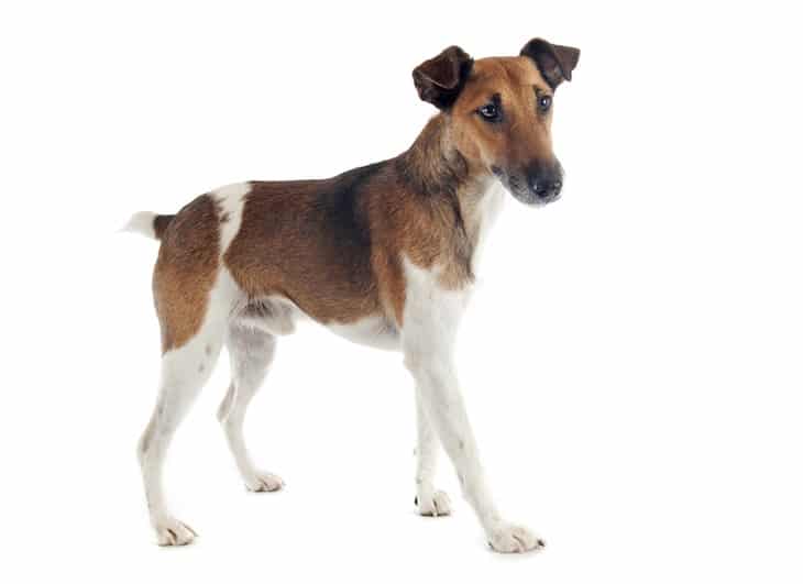 Detail Smooth Fox Terrier Nomer 14