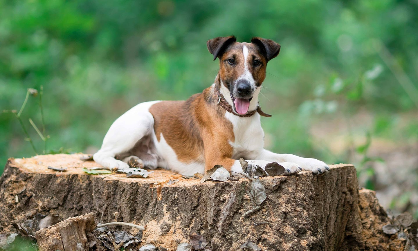 Detail Smooth Fox Terrier Nomer 15