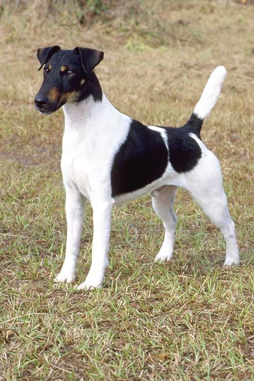 Detail Smooth Fox Terrier Nomer 16