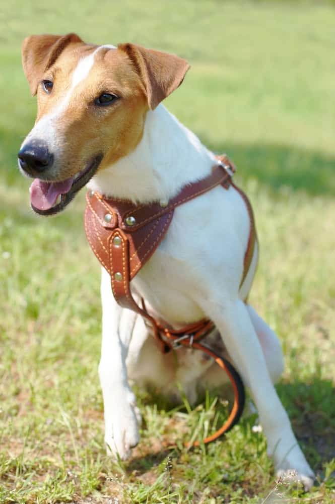 Detail Smooth Fox Terrier Nomer 17
