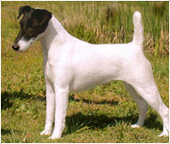 Detail Smooth Fox Terrier Nomer 18