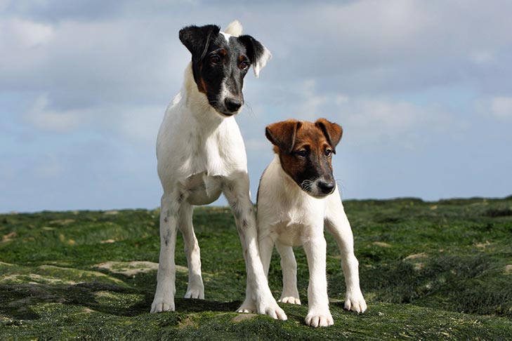 Detail Smooth Fox Terrier Nomer 19