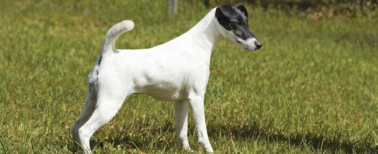 Detail Smooth Fox Terrier Nomer 3