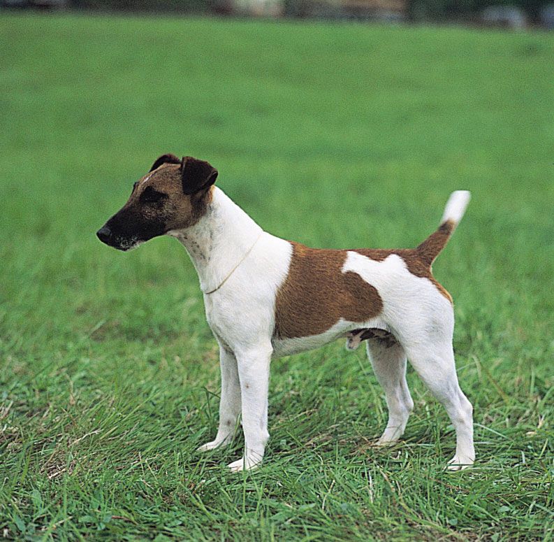 Detail Smooth Fox Terrier Nomer 20