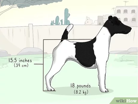 Detail Smooth Fox Terrier Nomer 21