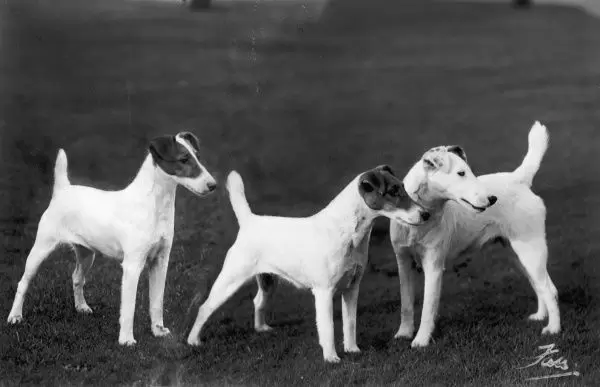 Detail Smooth Fox Terrier Nomer 22
