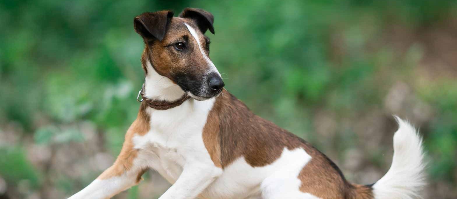Detail Smooth Fox Terrier Nomer 23