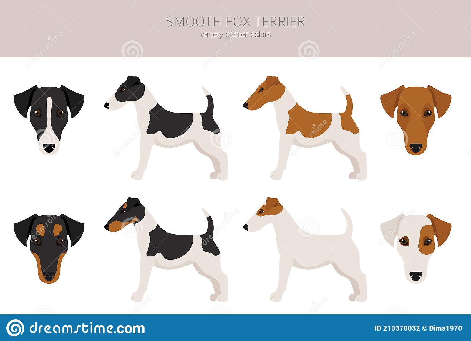 Detail Smooth Fox Terrier Nomer 24