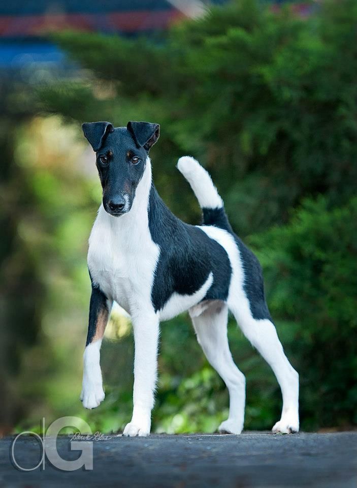 Detail Smooth Fox Terrier Nomer 26