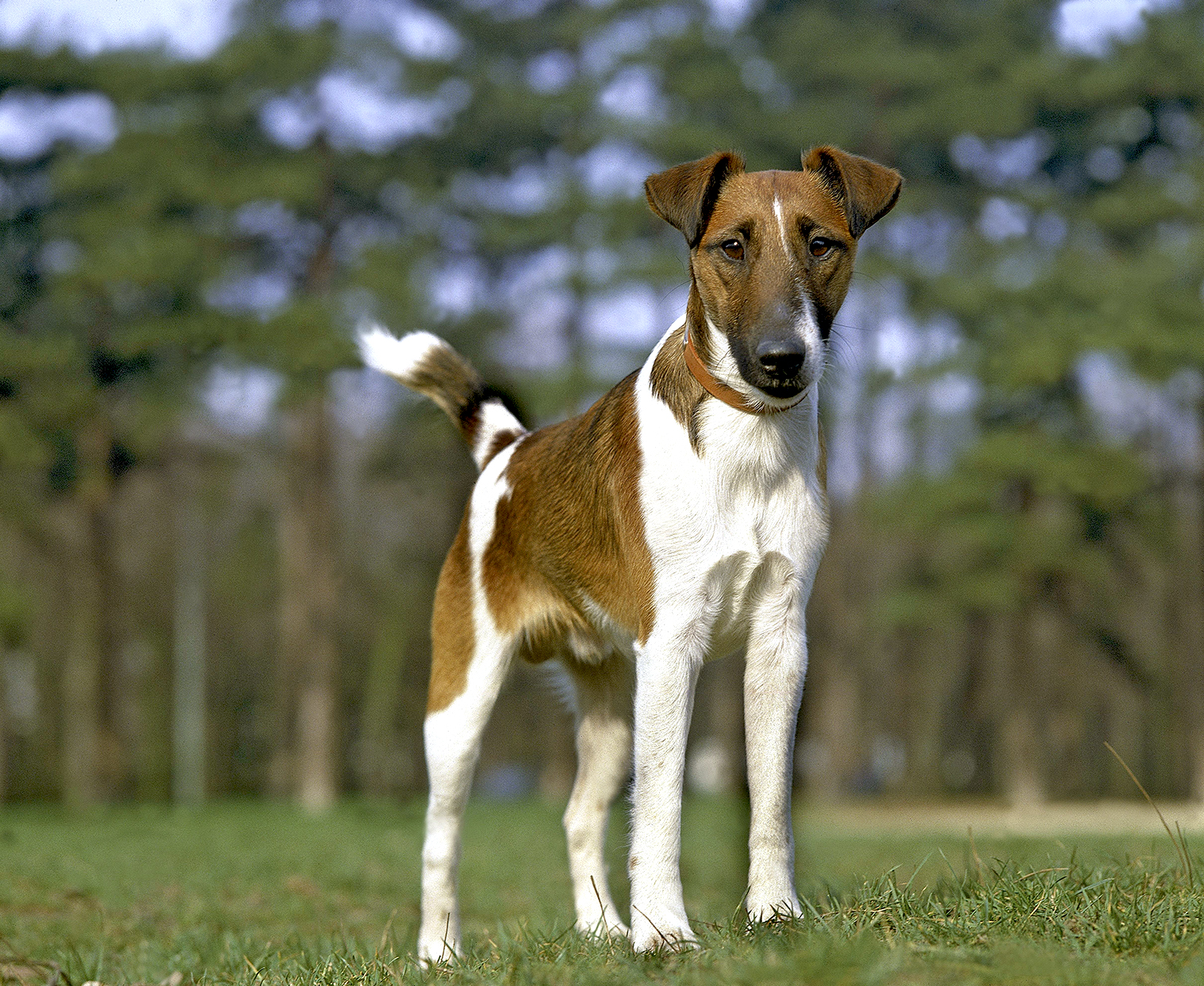 Detail Smooth Fox Terrier Nomer 27