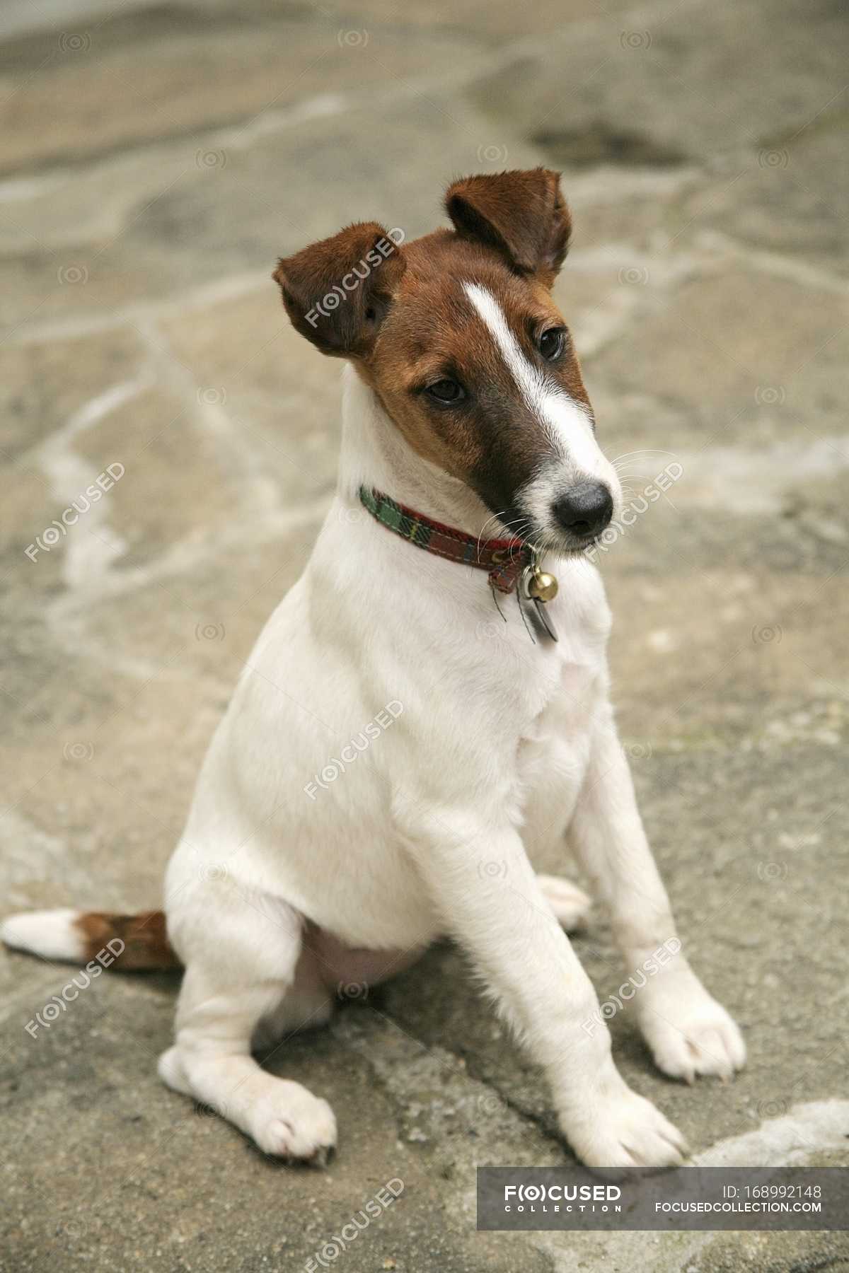 Detail Smooth Fox Terrier Nomer 28