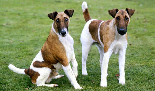 Detail Smooth Fox Terrier Nomer 4