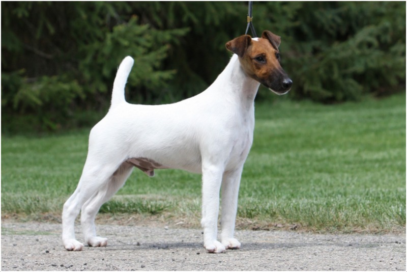 Detail Smooth Fox Terrier Nomer 29