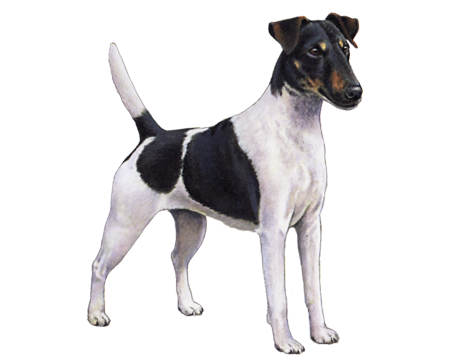Detail Smooth Fox Terrier Nomer 30