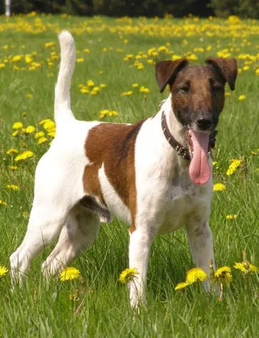 Detail Smooth Fox Terrier Nomer 32