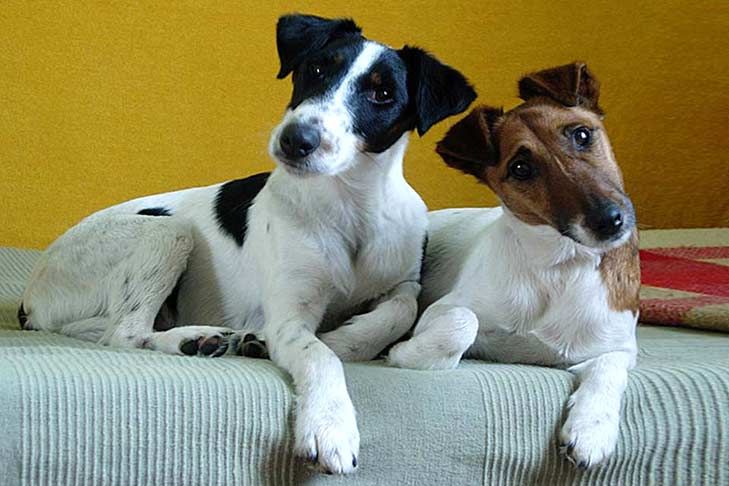 Detail Smooth Fox Terrier Nomer 33