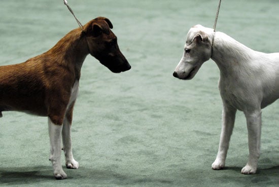 Detail Smooth Fox Terrier Nomer 35