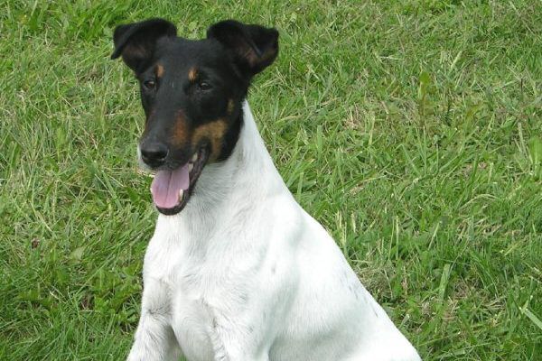Detail Smooth Fox Terrier Nomer 36