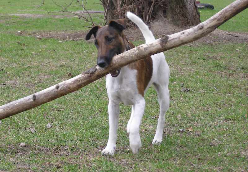 Detail Smooth Fox Terrier Nomer 37