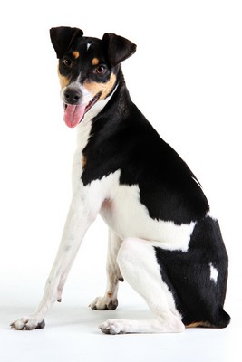 Detail Smooth Fox Terrier Nomer 38