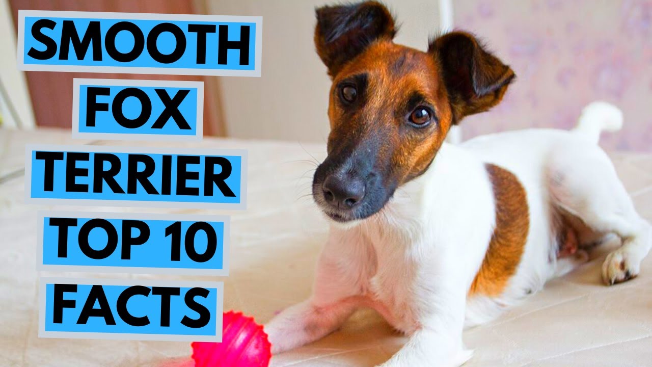 Detail Smooth Fox Terrier Nomer 39