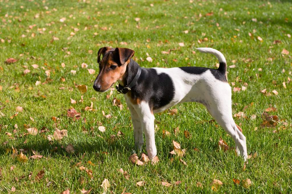 Detail Smooth Fox Terrier Nomer 40
