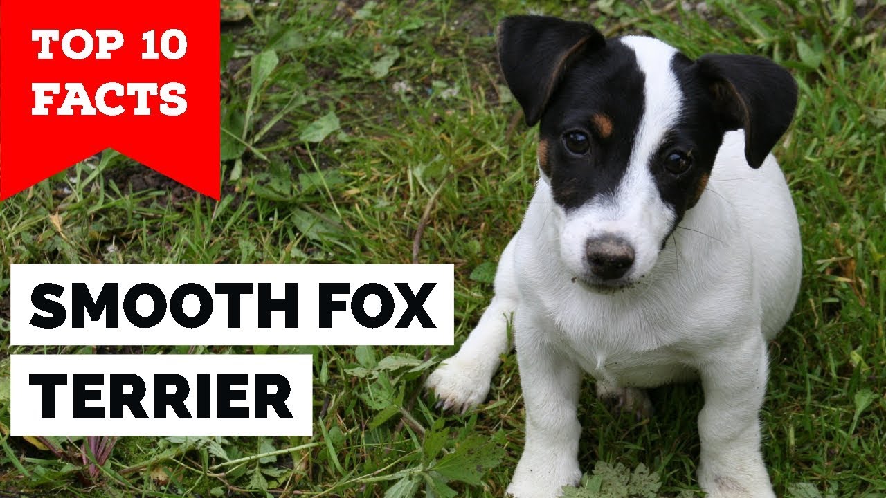Detail Smooth Fox Terrier Nomer 42