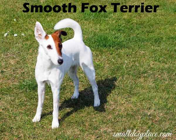 Detail Smooth Fox Terrier Nomer 43