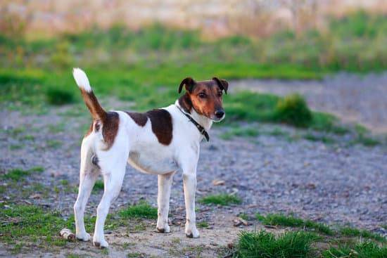 Detail Smooth Fox Terrier Nomer 44