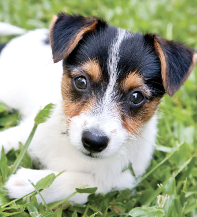 Detail Smooth Fox Terrier Nomer 45