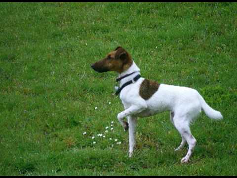 Detail Smooth Fox Terrier Nomer 46