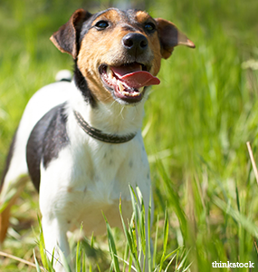 Detail Smooth Fox Terrier Nomer 47