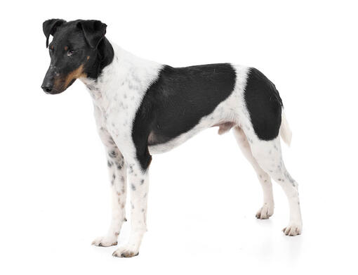 Detail Smooth Fox Terrier Nomer 5