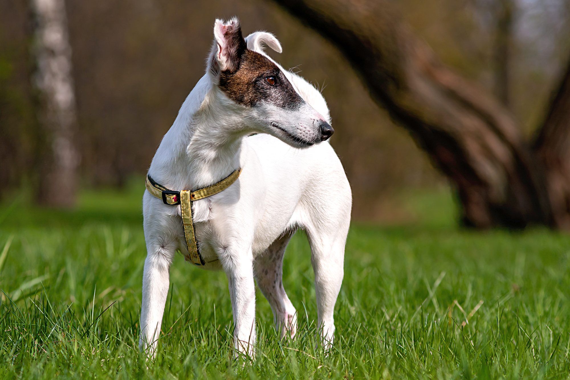 Detail Smooth Fox Terrier Nomer 48