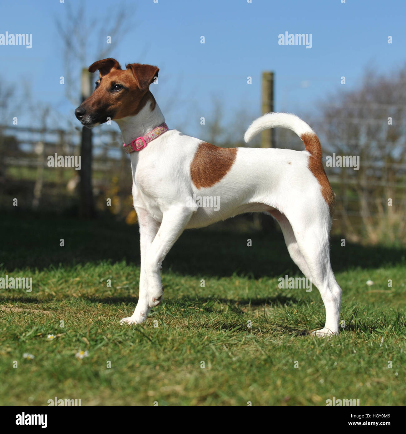 Detail Smooth Fox Terrier Nomer 49
