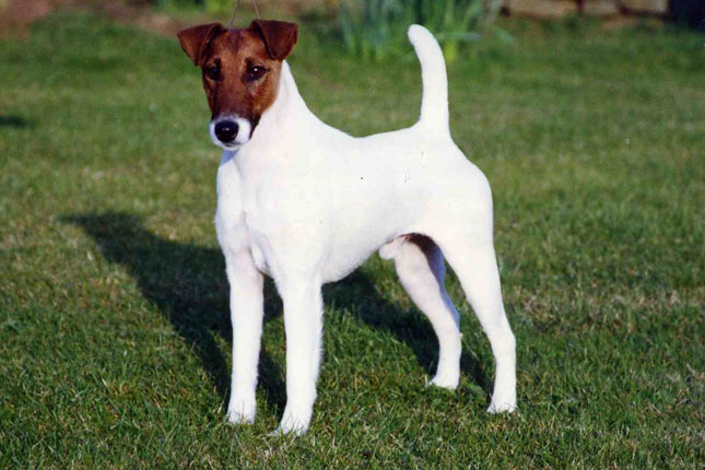 Detail Smooth Fox Terrier Nomer 50