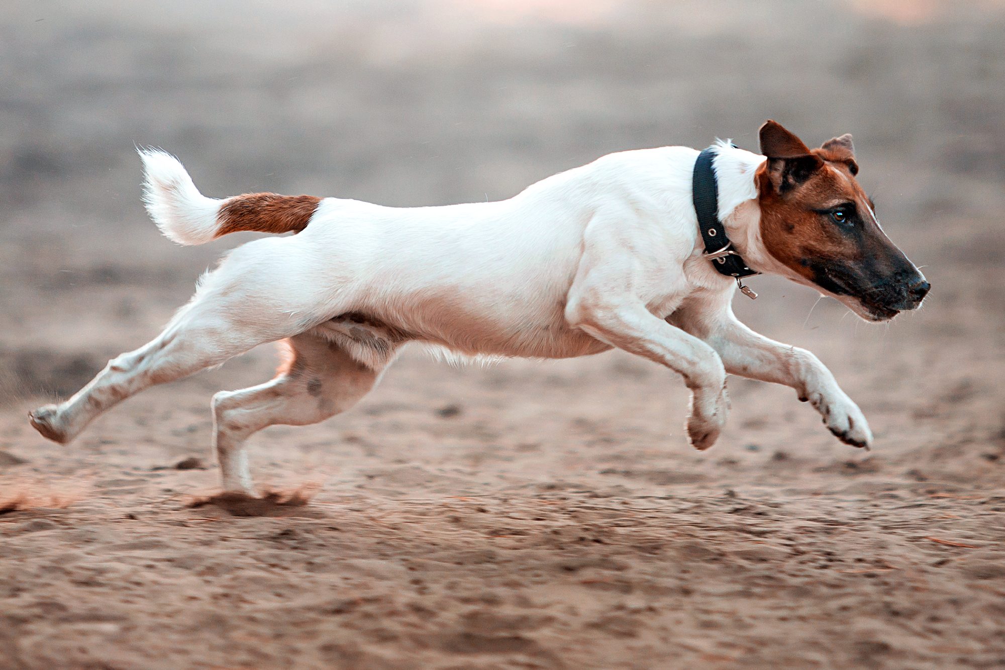 Detail Smooth Fox Terrier Nomer 51