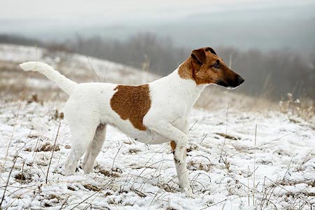Detail Smooth Fox Terrier Nomer 53