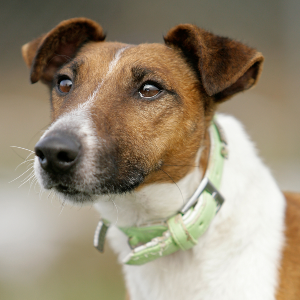 Detail Smooth Fox Terrier Nomer 55