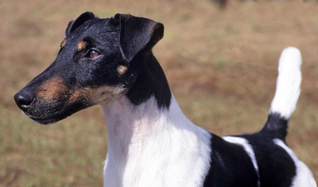 Detail Smooth Fox Terrier Nomer 6