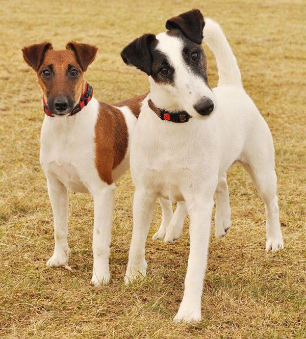 Detail Smooth Fox Terrier Nomer 7