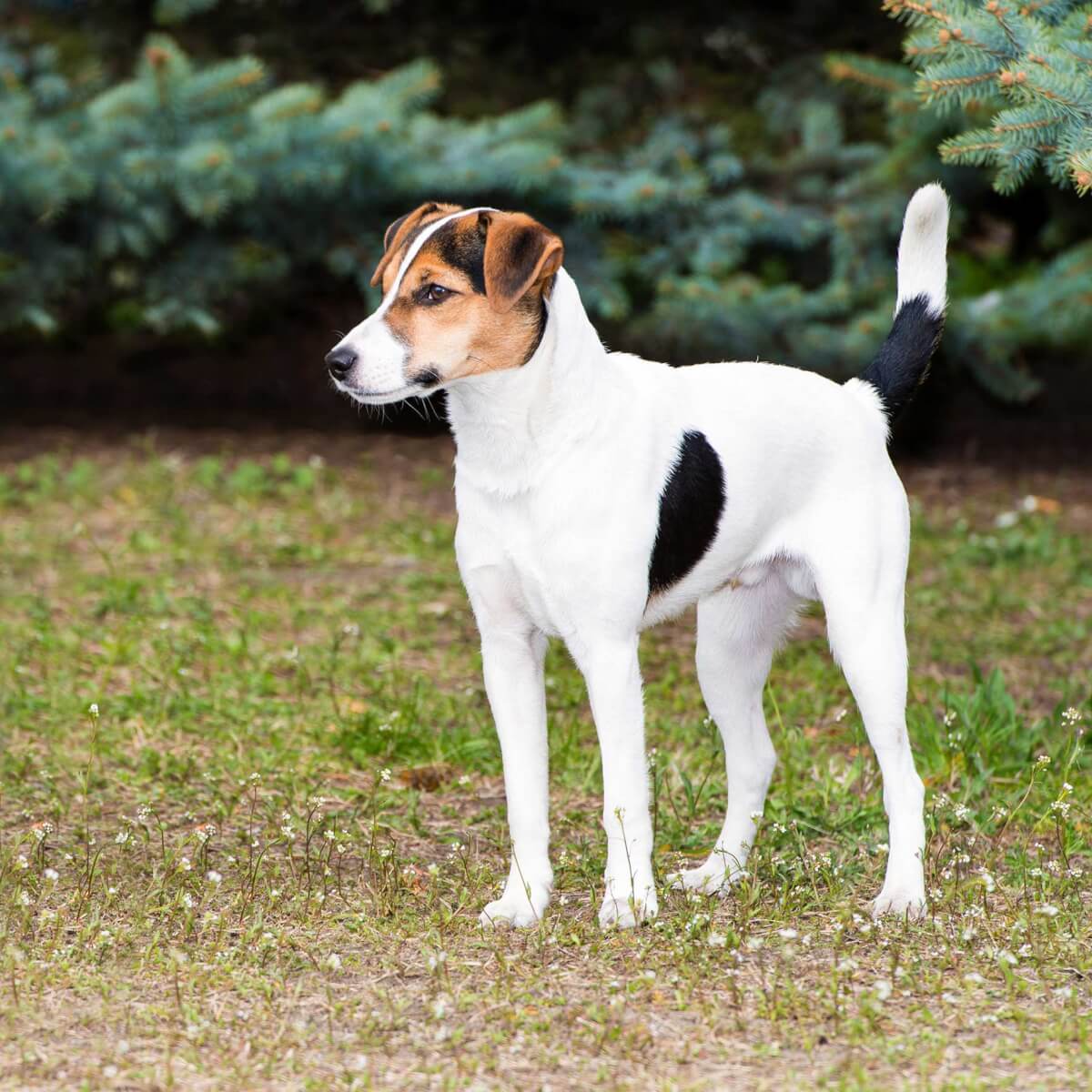 Detail Smooth Fox Terrier Nomer 8