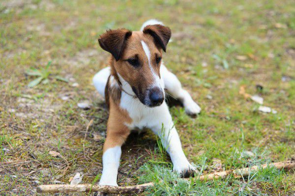 Detail Smooth Fox Terrier Nomer 9