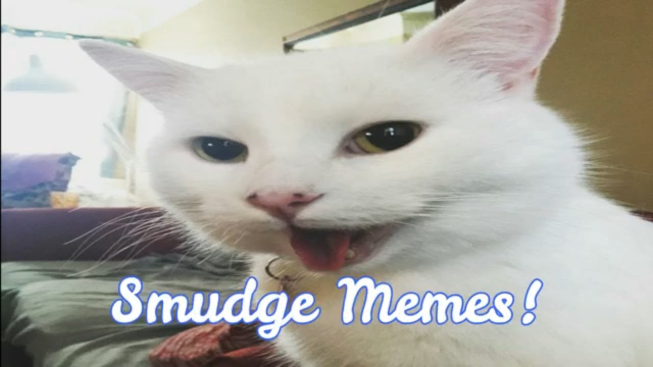 Detail Smudge The Cat Meme Nomer 39