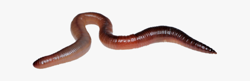 Worm Transparent Background - KibrisPDR