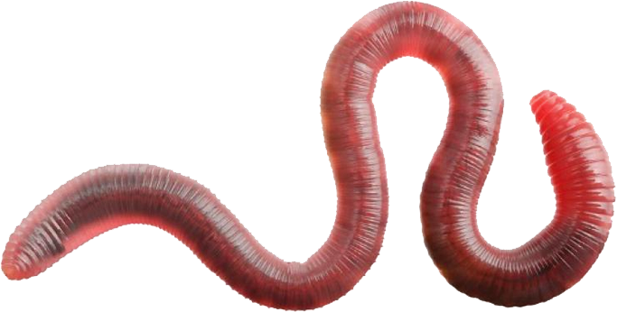 Detail Worm Transparent Background Nomer 13