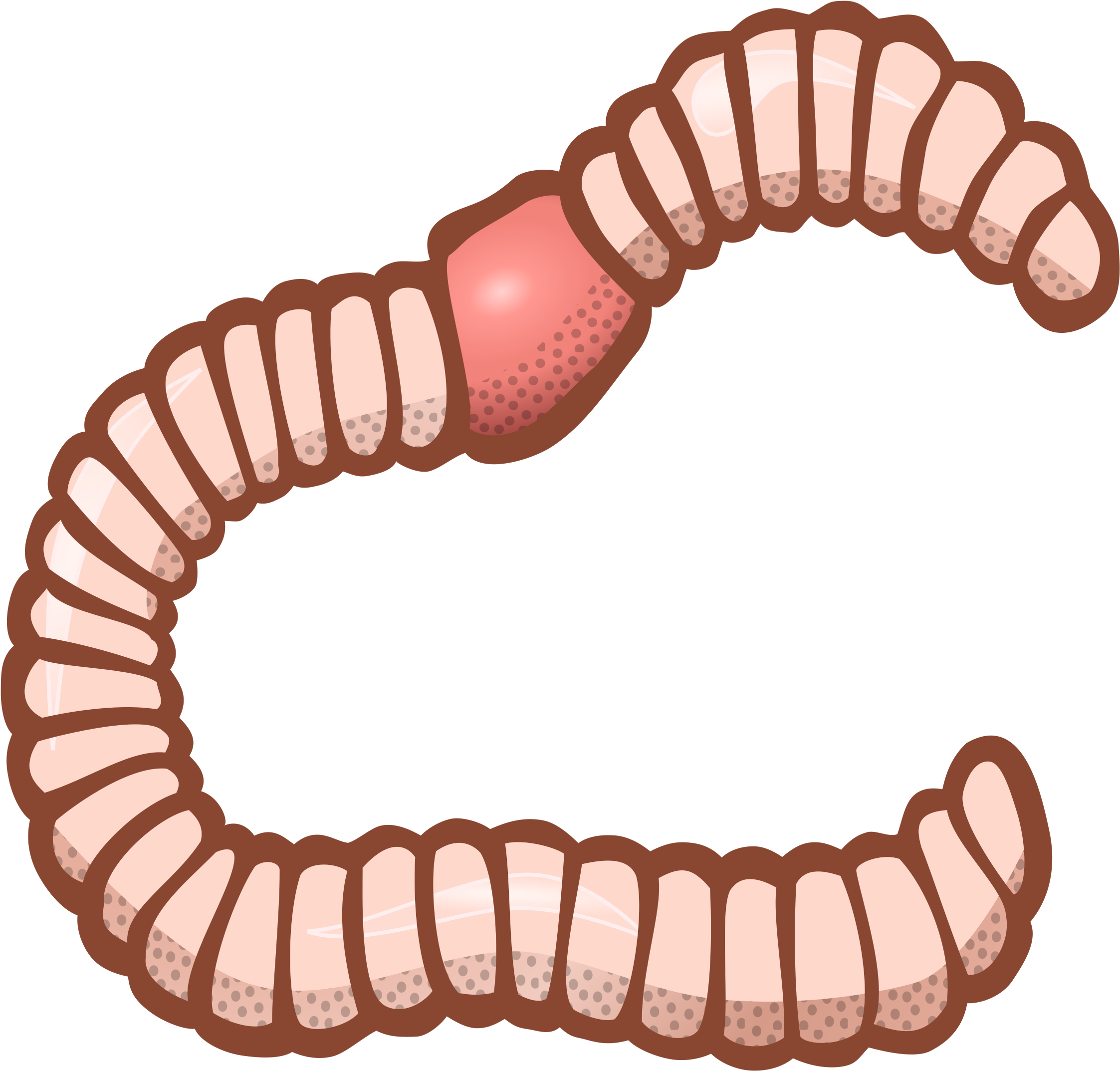 Detail Worm Transparent Background Nomer 22