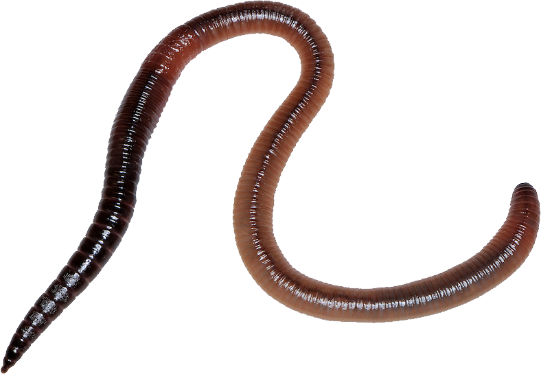 Detail Worm Transparent Background Nomer 44