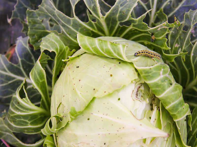 Detail Worms In Brain Due To Cabbage Nomer 2